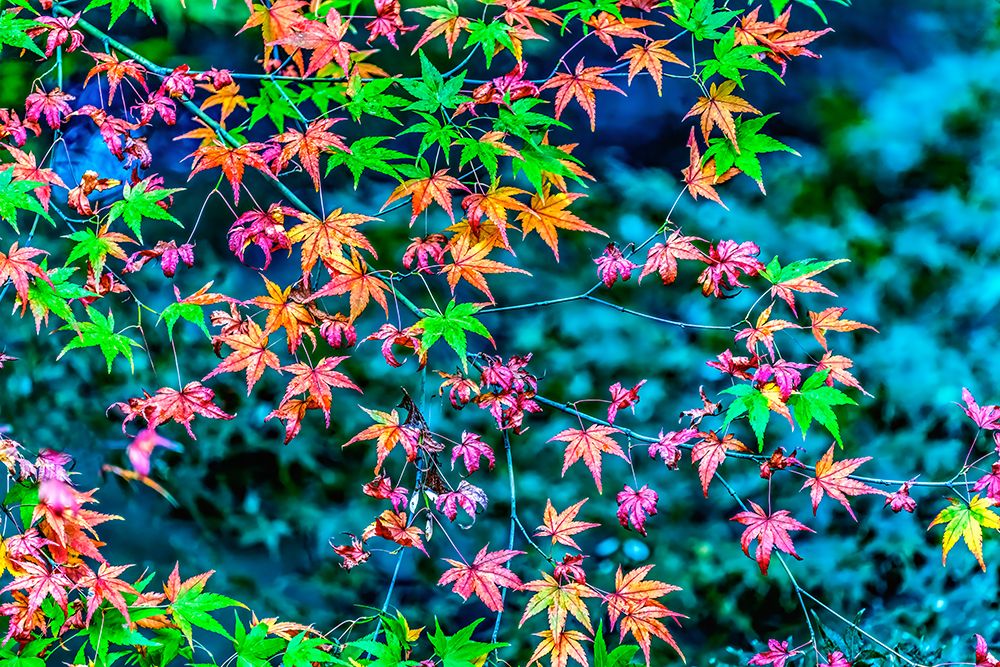Colorful foliage, Tofuku-ji Buddhist temple, Kyoto, Japan. Famous for its autumn leaves.